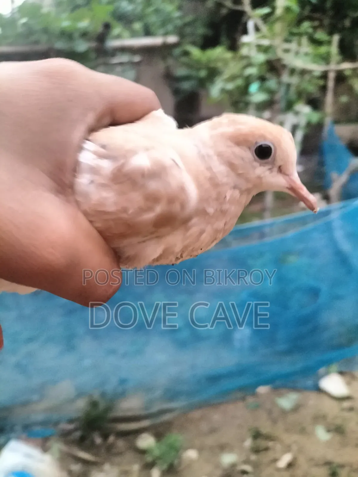 কম দামে ঘুঘু পাখি