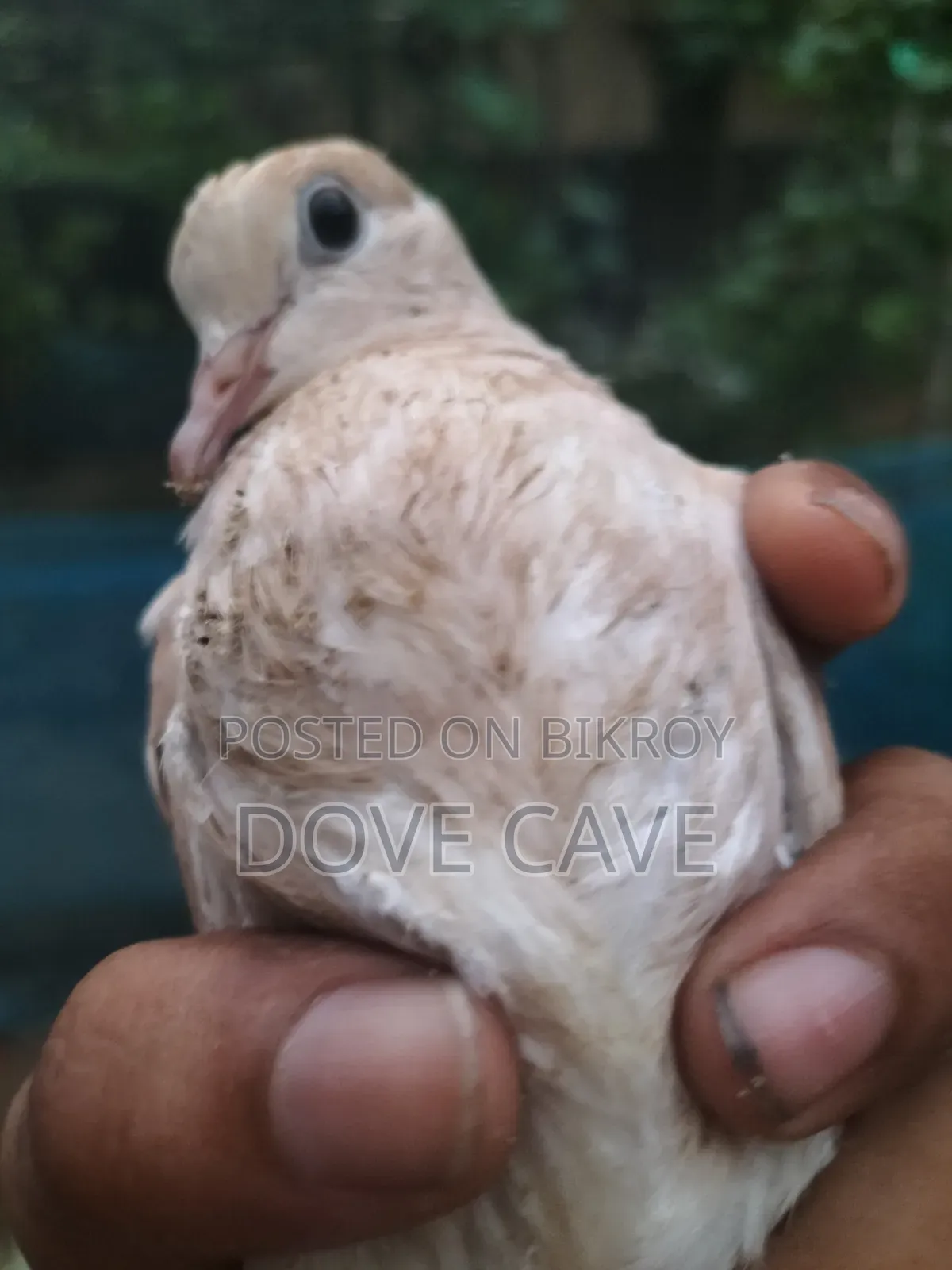 কম দামে ঘুঘু পাখি