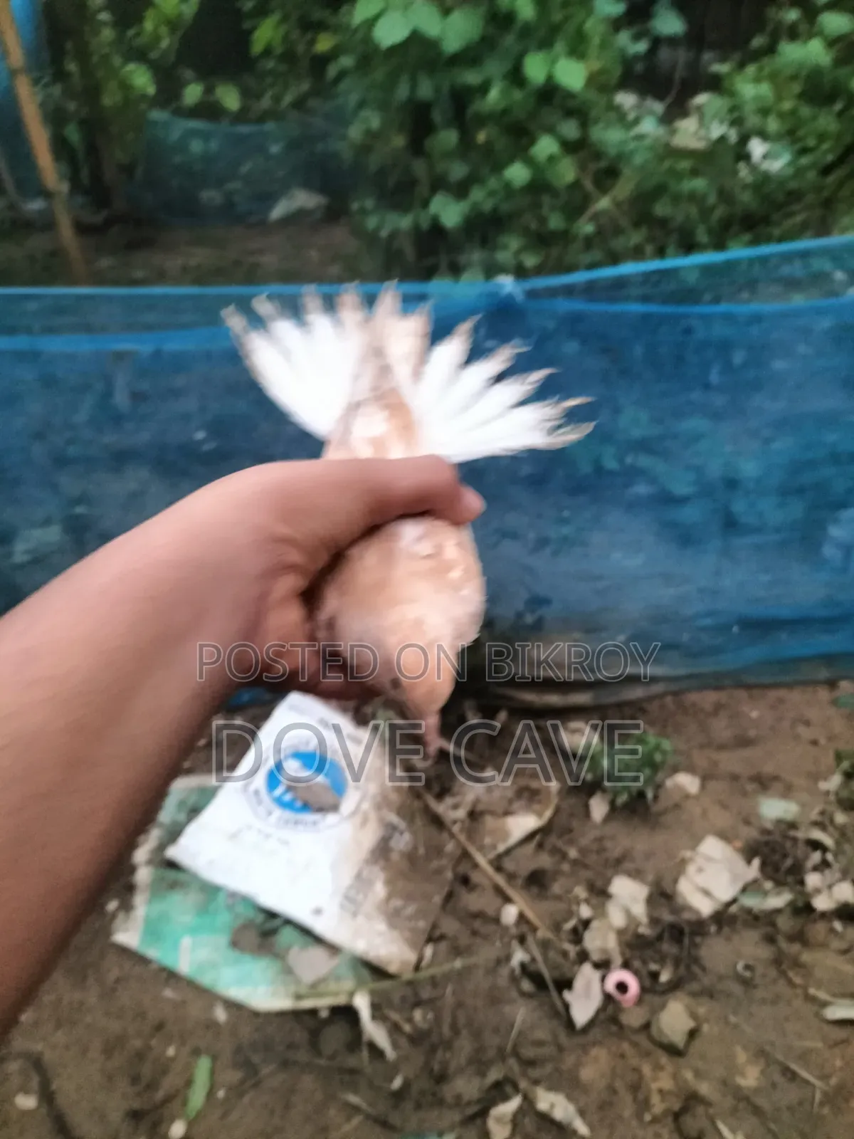কম দামে ঘুঘু পাখি