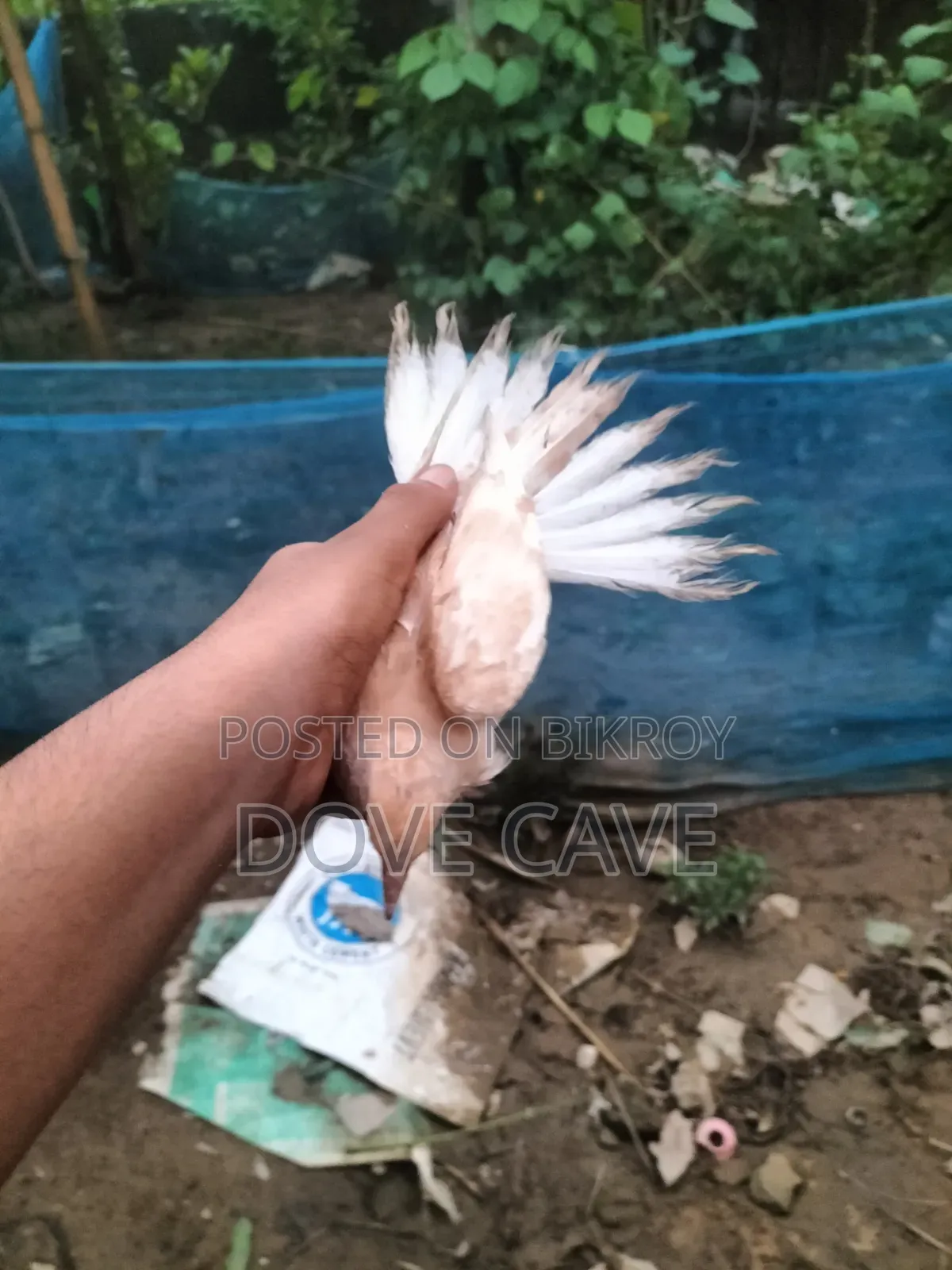 কম দামে ঘুঘু পাখি