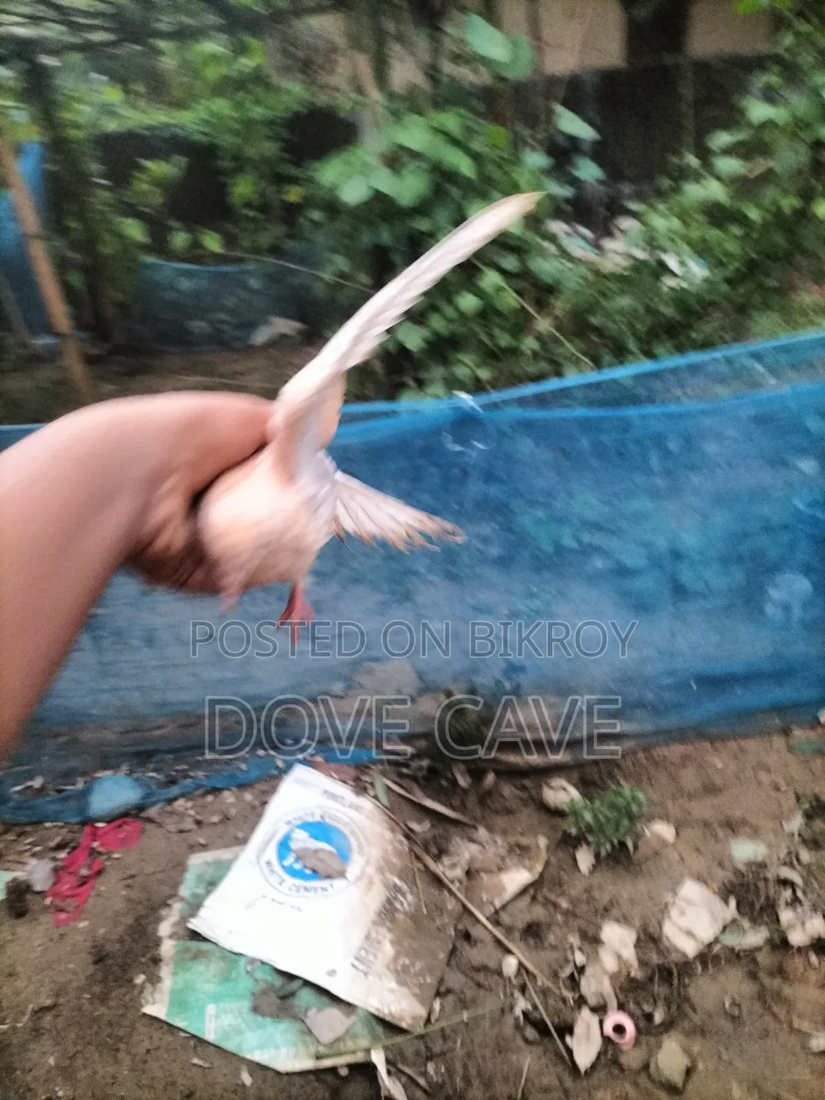 কম দামে ঘুঘু পাখি