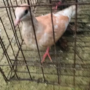 কম দামে ঘুঘু পাখি