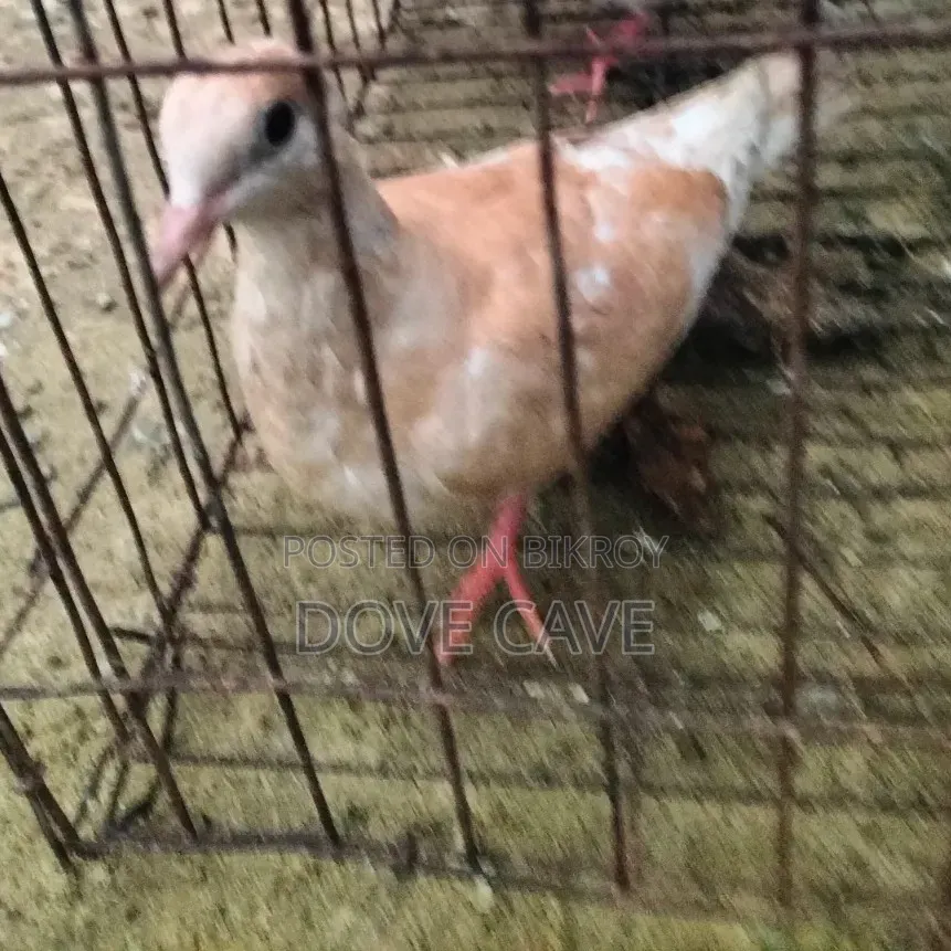কম দামে ঘুঘু পাখি