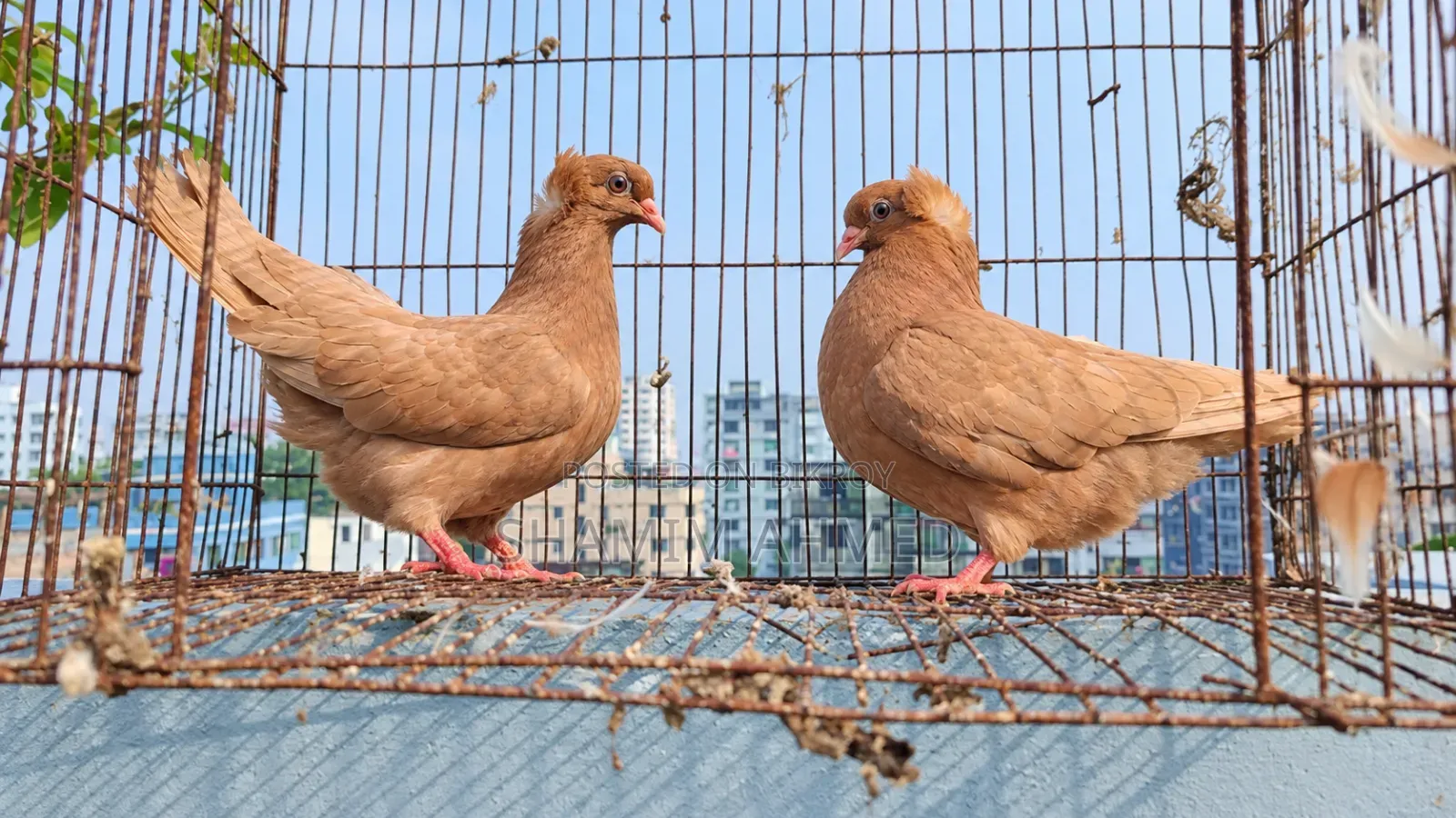Pigeon Pair