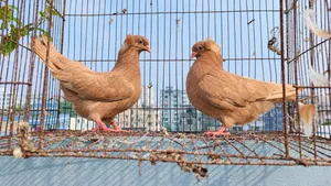 Pigeon Pair
