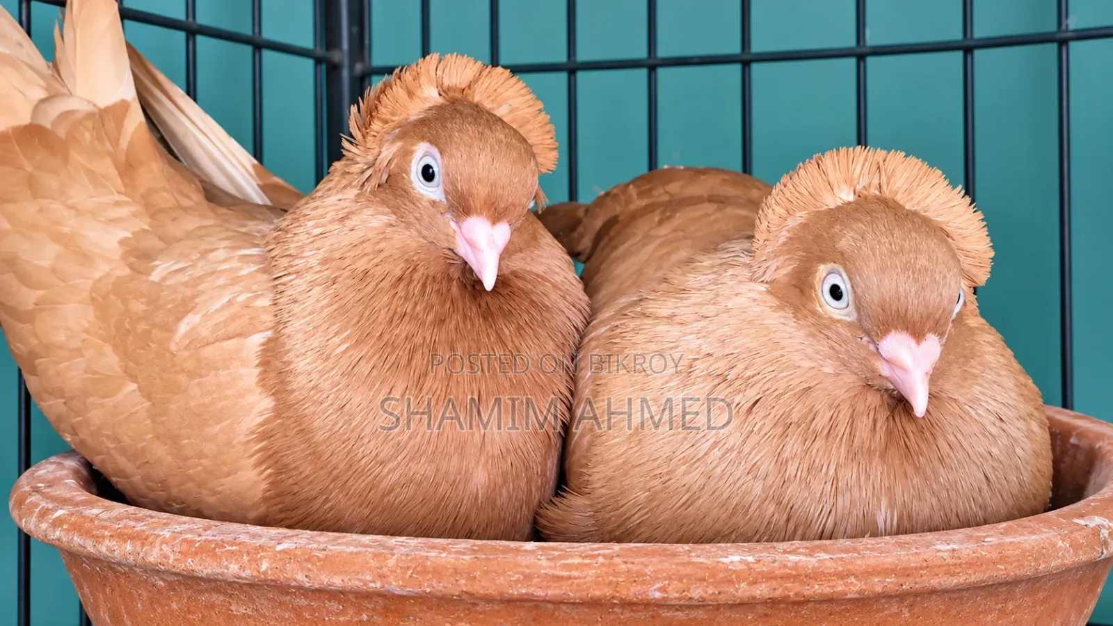 Pigeon Pair