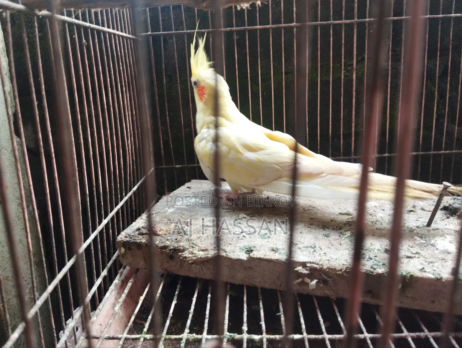 লুটিনো পুরুষ