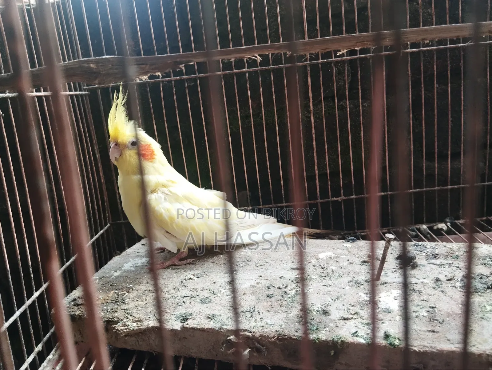 লুটিনো পুরুষ