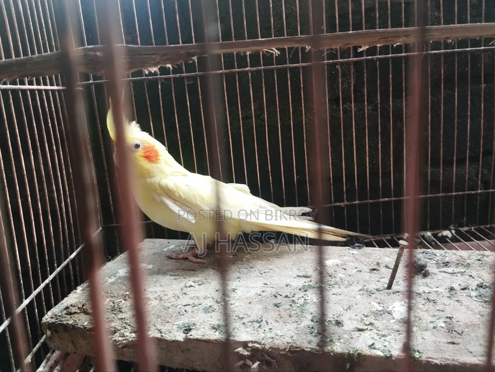 লুটিনো পুরুষ
