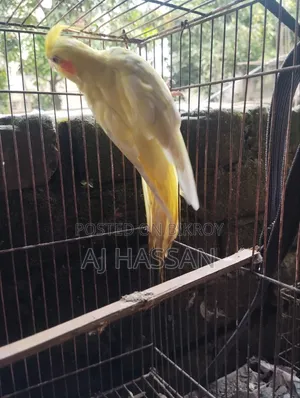 লুটিনো পুরুষ