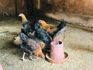 দেশি মুরগী