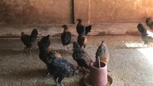 দেশি মুরগী