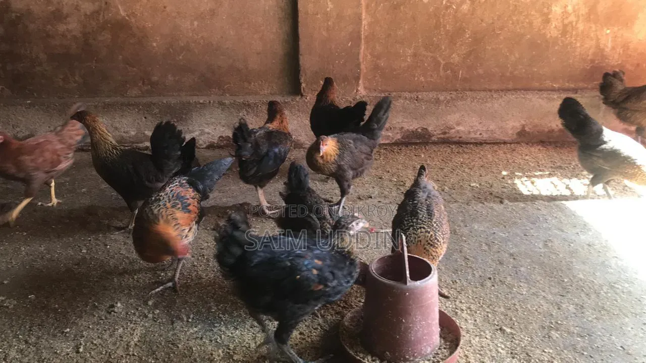 দেশি মুরগী