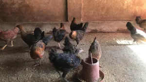 দেশি মুরগী