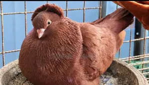 Pigeon Pair