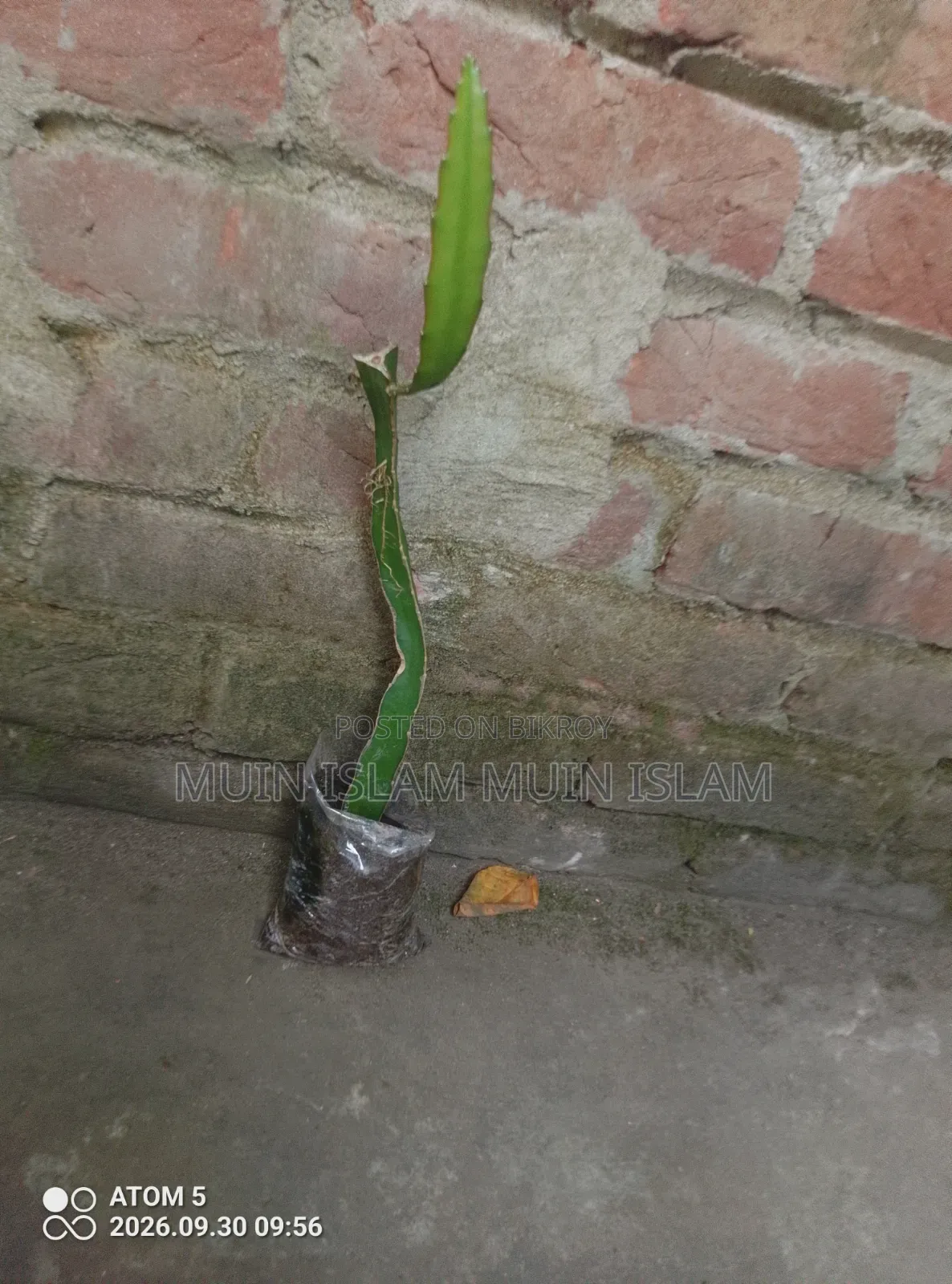 ড্রাগন ফল – বিক্রি করা হবে।
