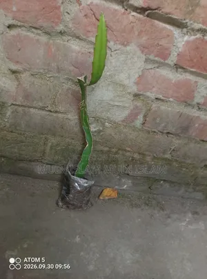 ড্রাগন ফল – বিক্রি করা হবে।