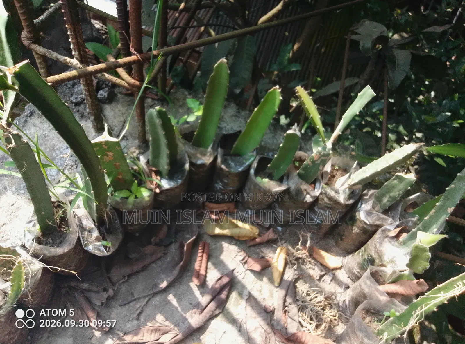 ড্রাগন ফল – বিক্রি করা হবে।