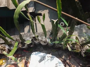 ড্রাগন ফল – বিক্রি করা হবে।