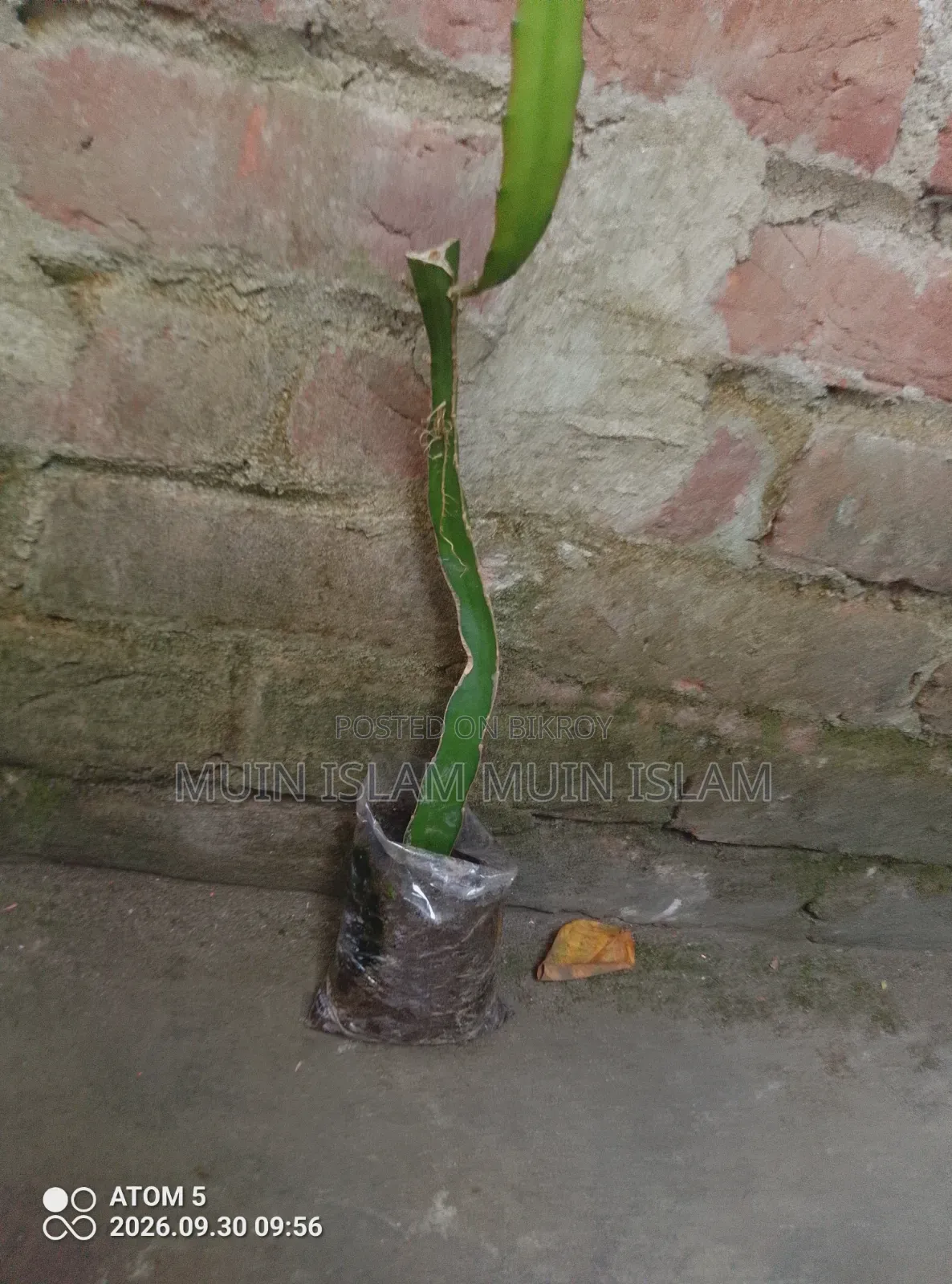 ড্রাগন ফল – বিক্রি করা হবে।