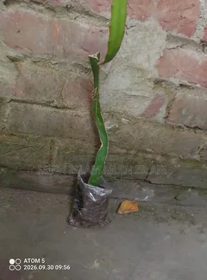 ড্রাগন ফল – বিক্রি করা হবে।