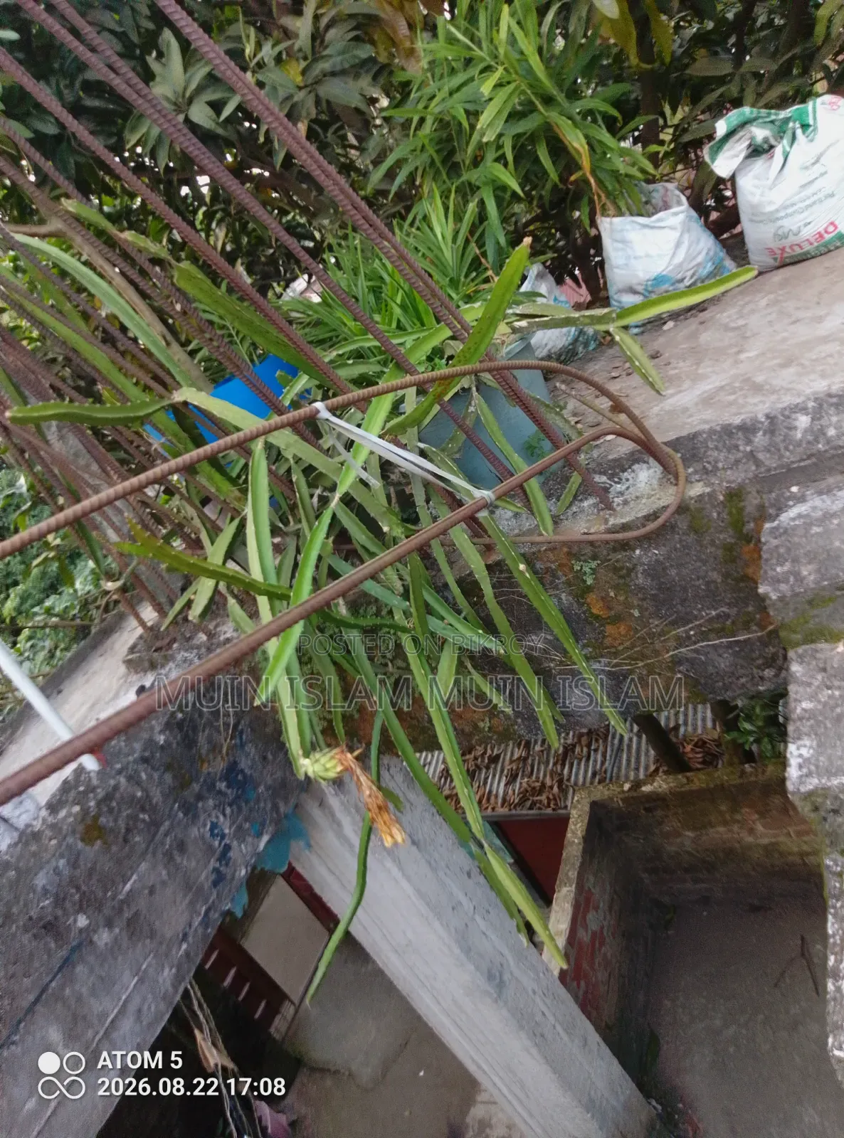 ড্রাগন ফল – বিক্রি করা হবে।