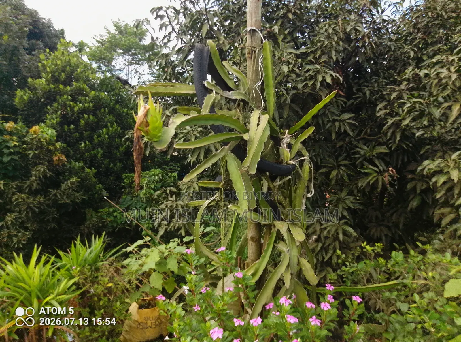 ড্রাগন ফল – বিক্রি করা হবে।