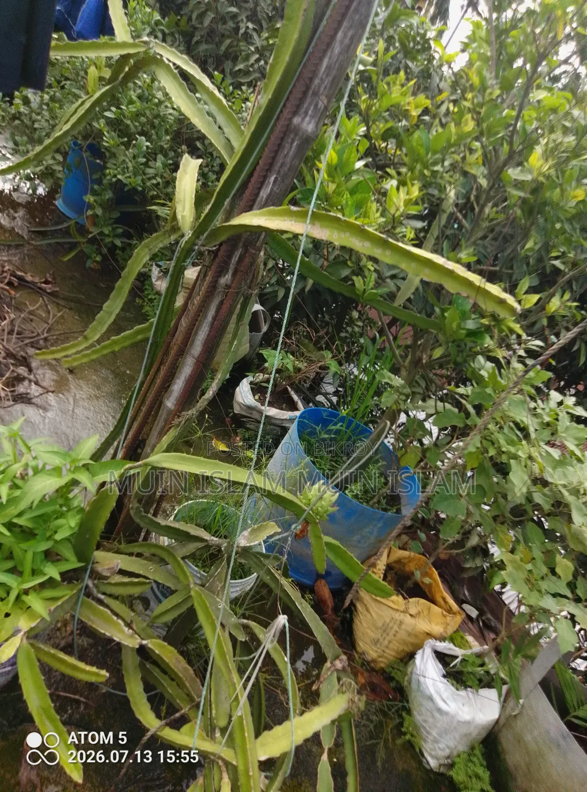 ড্রাগন ফল – বিক্রি করা হবে।
