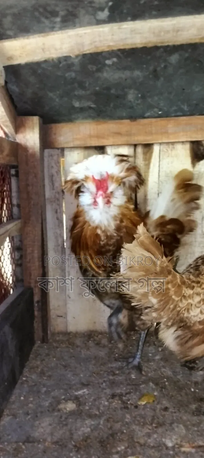 Buff Orpington Chicken