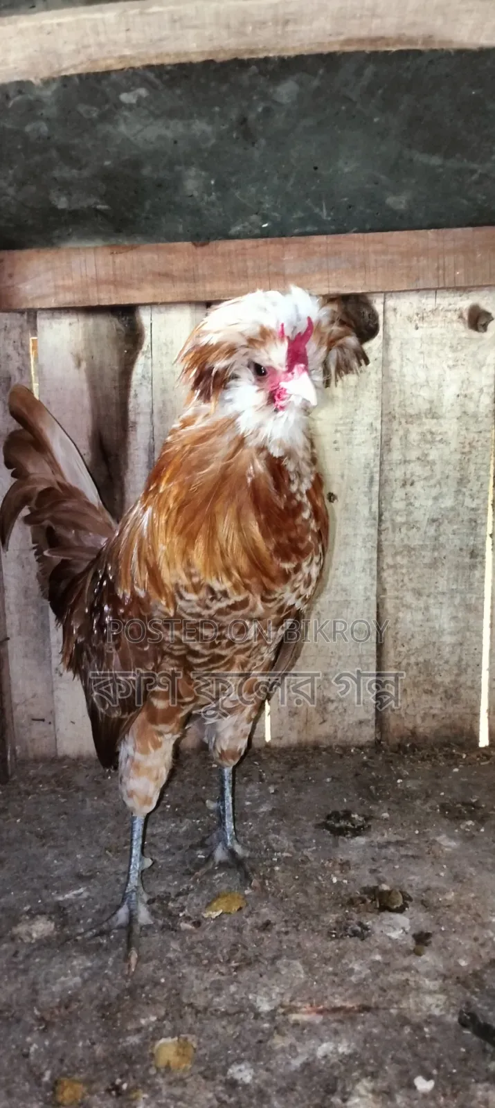 Buff Orpington Chicken