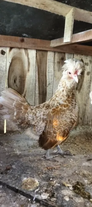 Buff Orpington Chicken