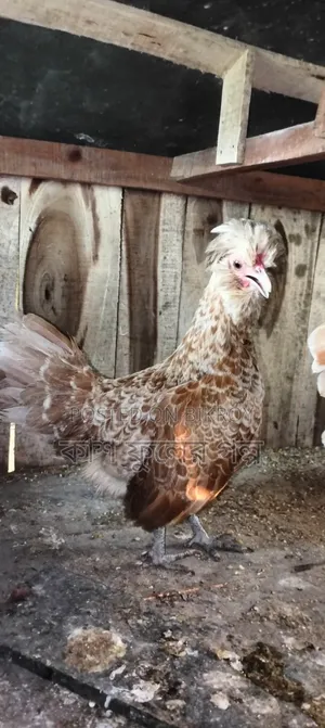 Buff Orpington Chicken