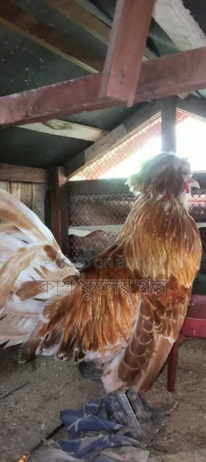 Buff Orpington Chicken