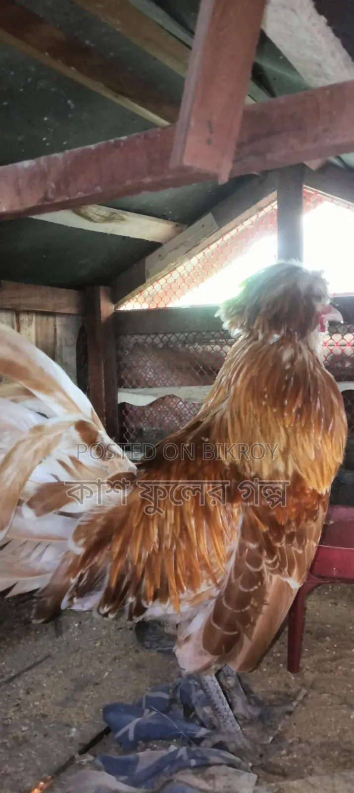 Buff Orpington Chicken
