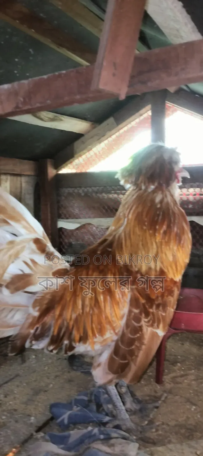 Buff Orpington Chicken