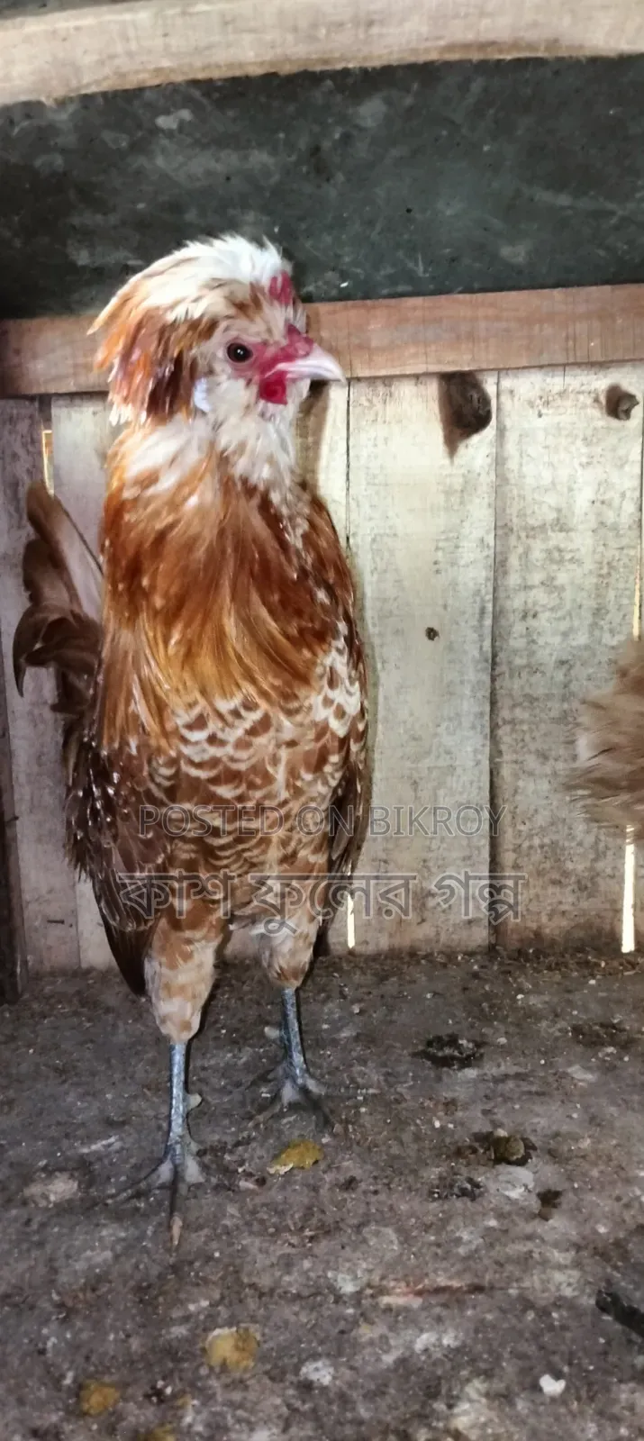 Buff Orpington Chicken