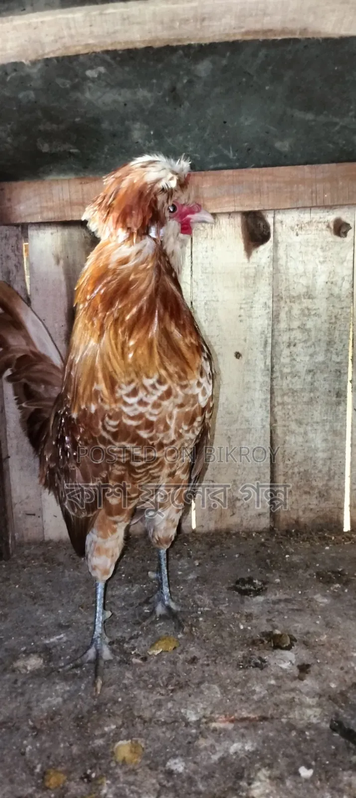 Buff Orpington Chicken