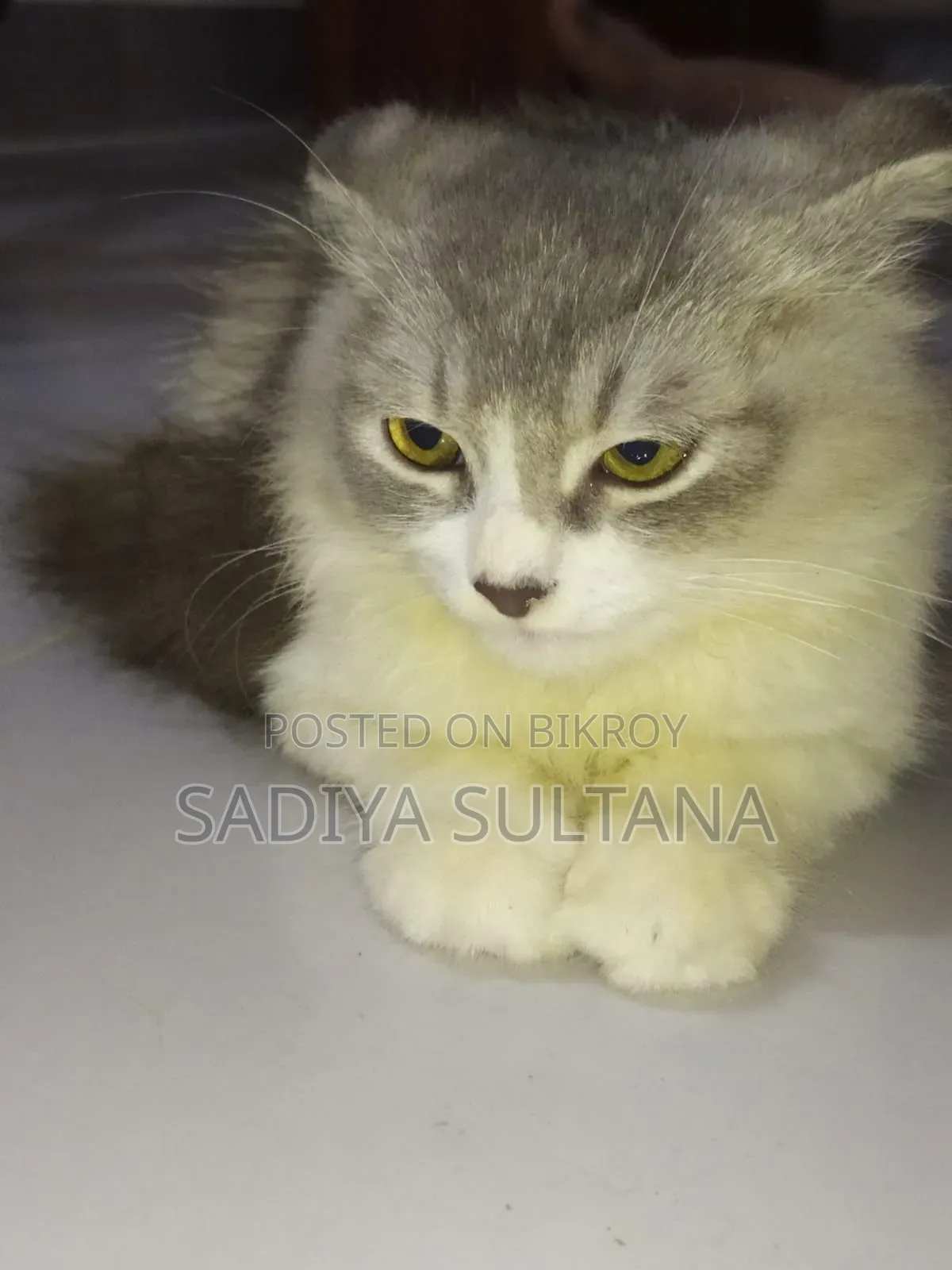 1-3 months Male Purebred Persian