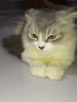 ১-৩ মাস বয়সী পুরুষ খাঁটি পার্সিয়ান