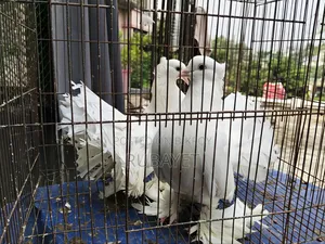 White Lakha Running Pair