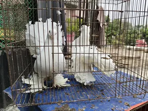 White Lakha Running Pair