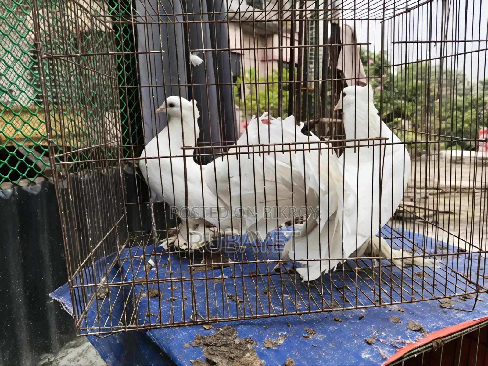White Lakha Running Pair