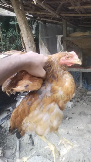 টাইগার ফাওমি এবং দেশি মুরগি বিক্রি করা হবে