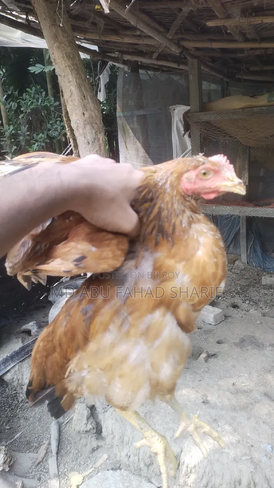 টাইগার ফাওমি এবং দেশি মুরগি বিক্রি করা হবে
