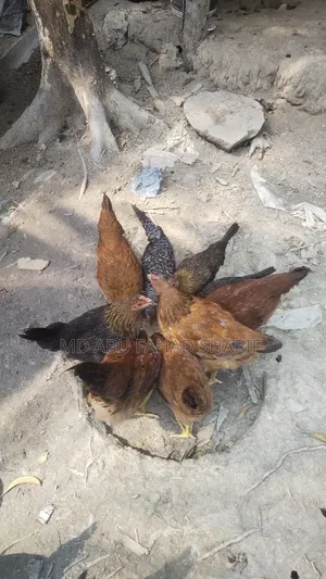 টাইগার ফাওমি এবং দেশি মুরগি বিক্রি করা হবে