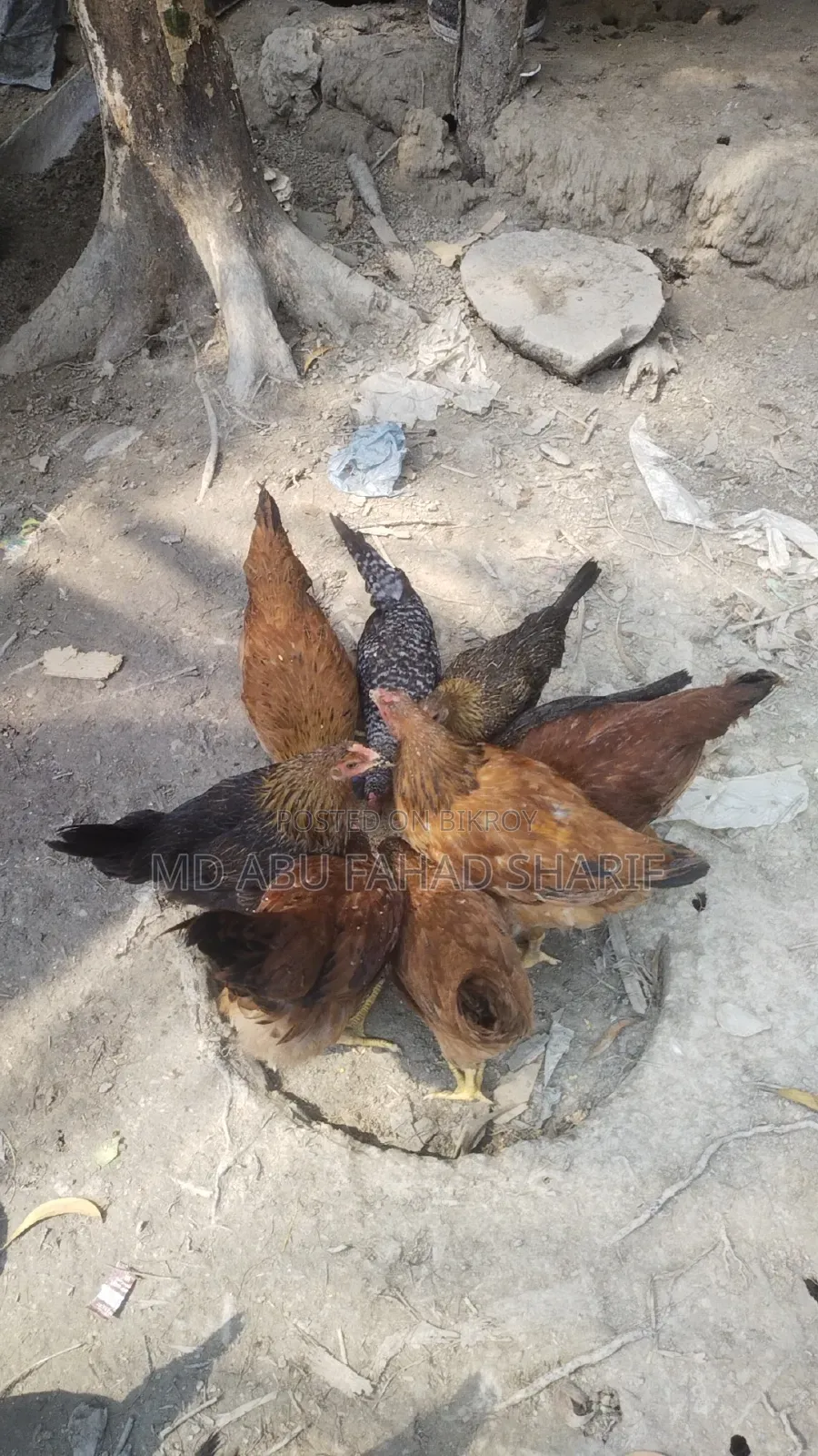 টাইগার ফাওমি এবং দেশি মুরগি বিক্রি করা হবে