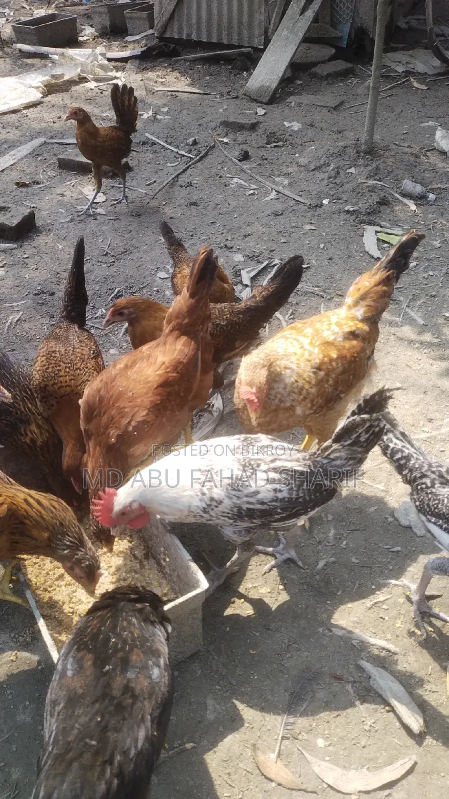 টাইগার ফাওমি এবং দেশি মুরগি বিক্রি করা হবে