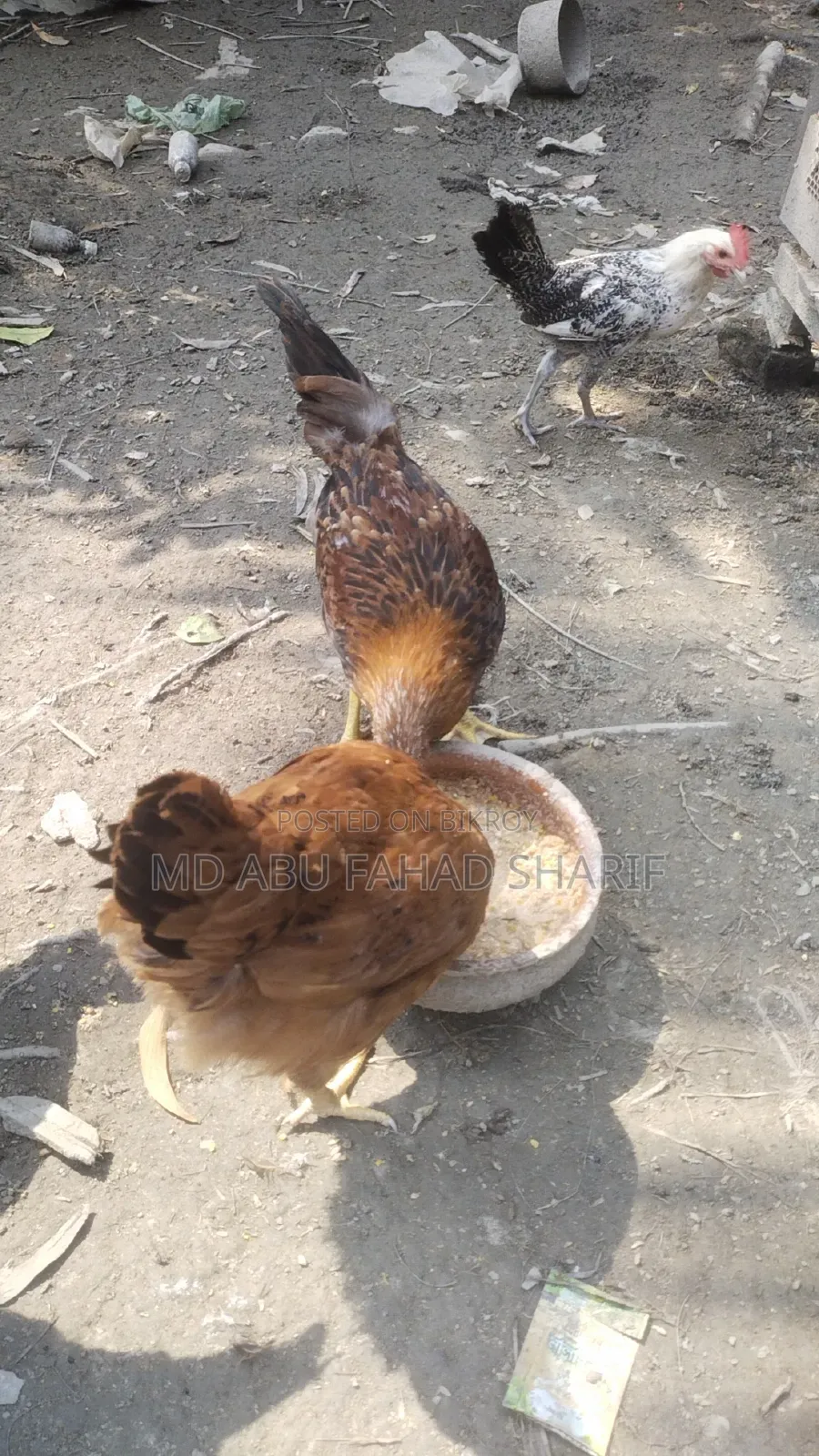 টাইগার ফাওমি এবং দেশি মুরগি বিক্রি করা হবে