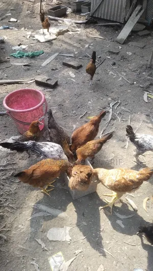 টাইগার ফাওমি এবং দেশি মুরগি বিক্রি করা হবে
