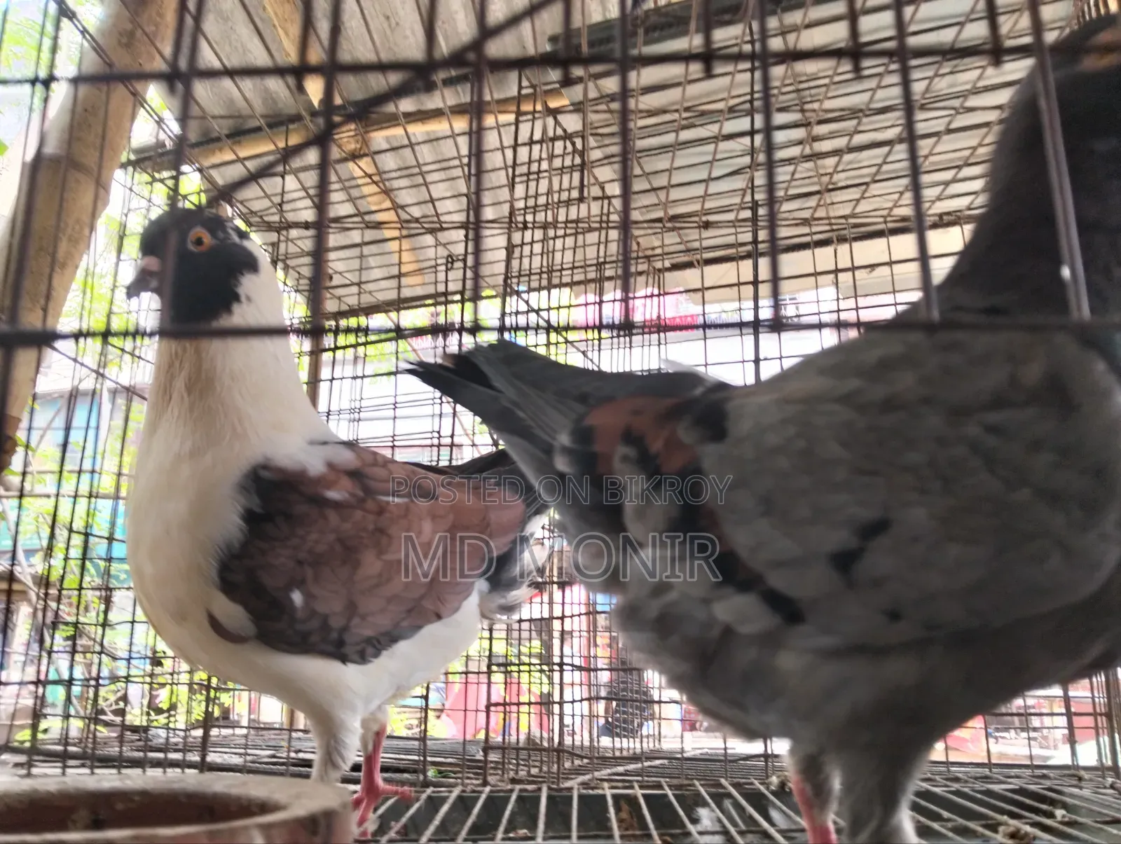 King Pigeon